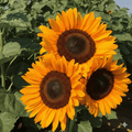 professional sunflower seeds for cut flower industry