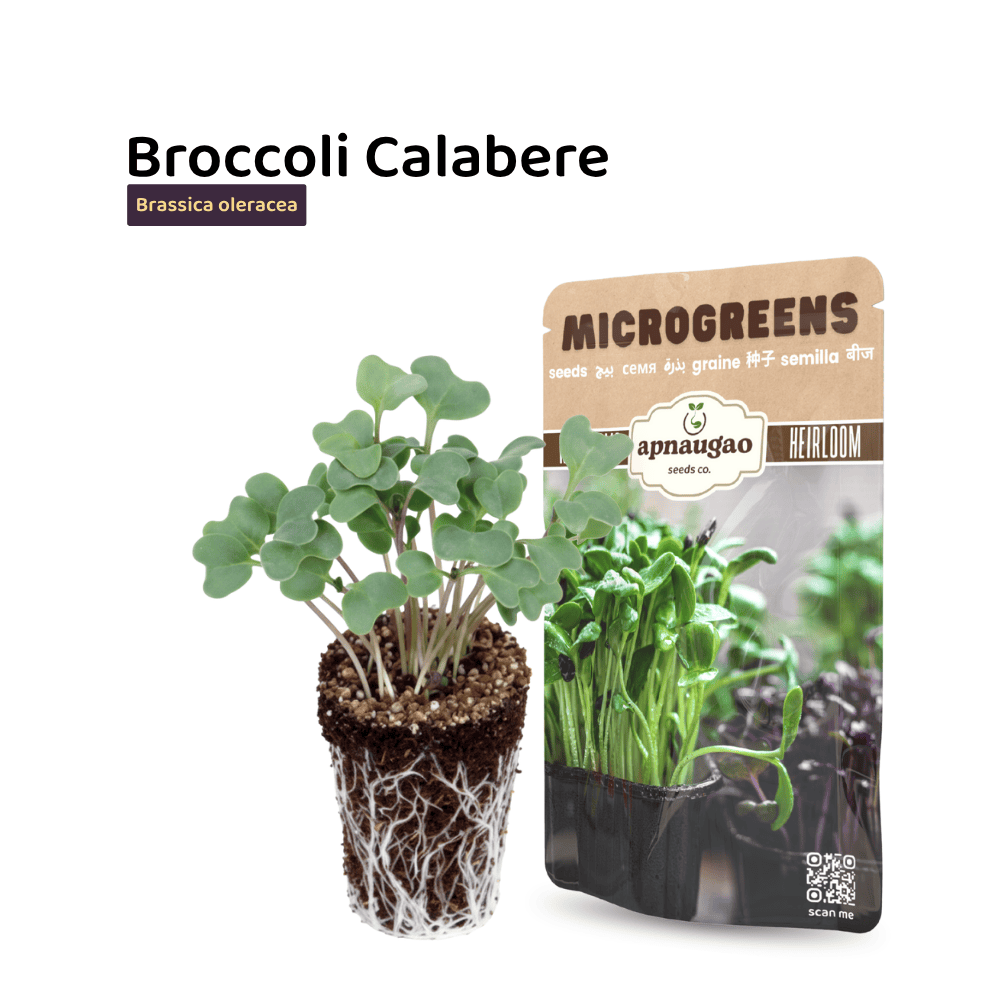 buy  broccoli microgreens seeds 