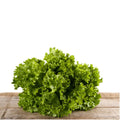 Buttercrunch lettuce with compact green head