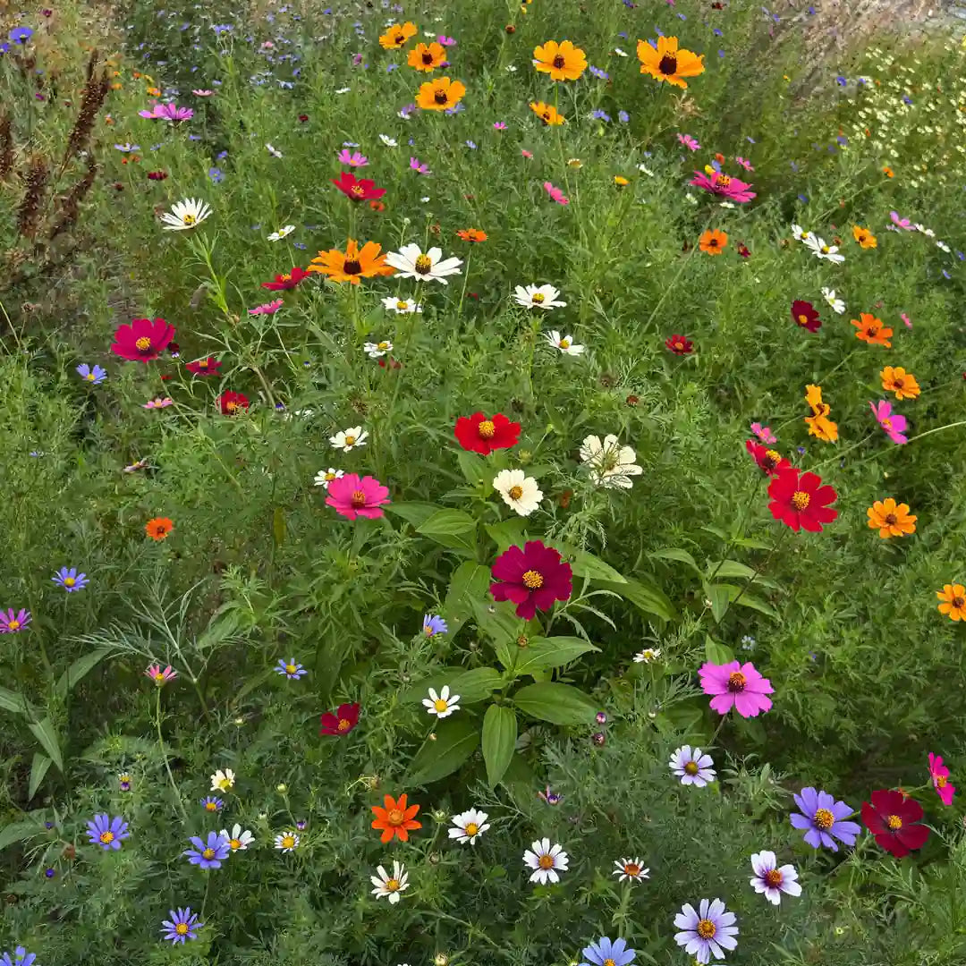 Colorful Butterfly Garden flower mix for pollinators | Apnaugao
