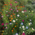 Butterfly Garden wildflower seed mix in bloom | Apnaugao