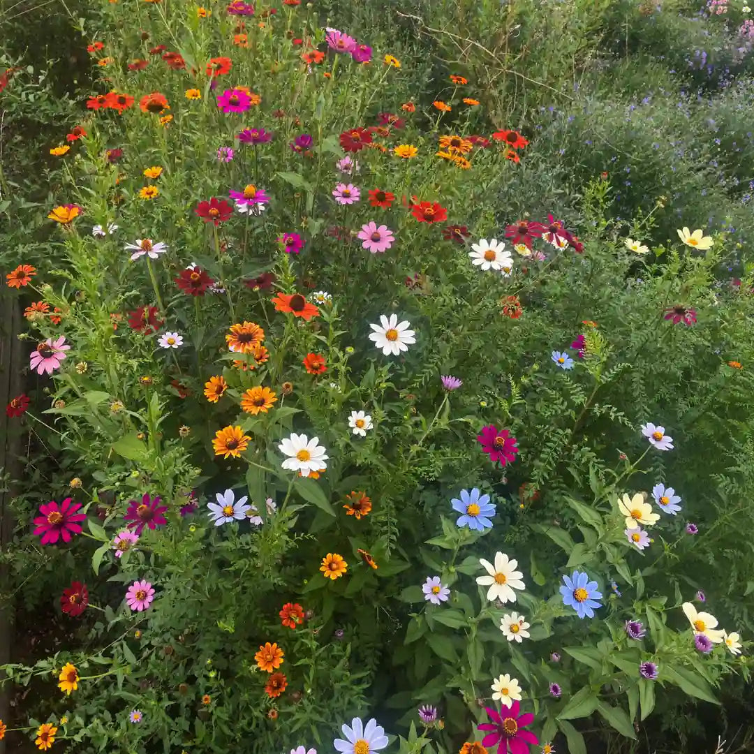 Butterfly Garden wildflower seed mix in bloom | Apnaugao