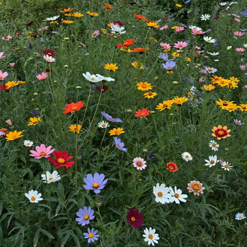 Butterfly Garden Flower Seeds Mix - 10g