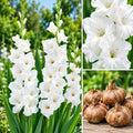 Buy 20 white gladiolus flower bulbs in Pakistan - white gladiolus flowers and bulbs | Apnaugao