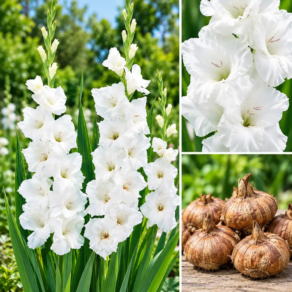 Buy 20 white gladiolus flower bulbs in Pakistan - white gladiolus flowers and bulbs | Apnaugao