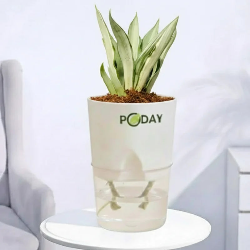 Agave-Potted plant with 'PODAY' branding by apnaugao.com