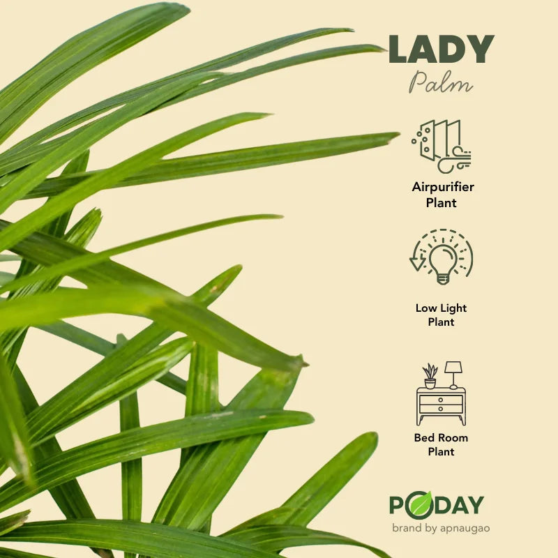 Potted plant in a white pot with 'PODAY' branding on a light gray background