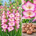Buy Pink Sensation gladiolus flower bulbs in Pakistan - pink and white gladiolus flowers and bulbs | Apnaugao