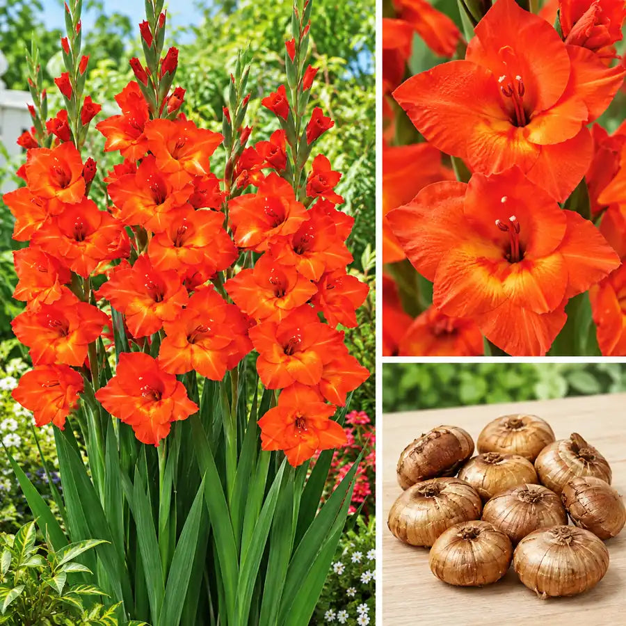 Buy Red Valentine gladiolus flower bulbs in Pakistan - orange-red gladiolus flowers and bulbs | Apnaugao