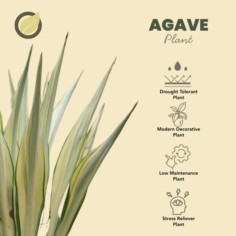 Agave-Potted plant with 'PODAY' branding by apnaugao.com