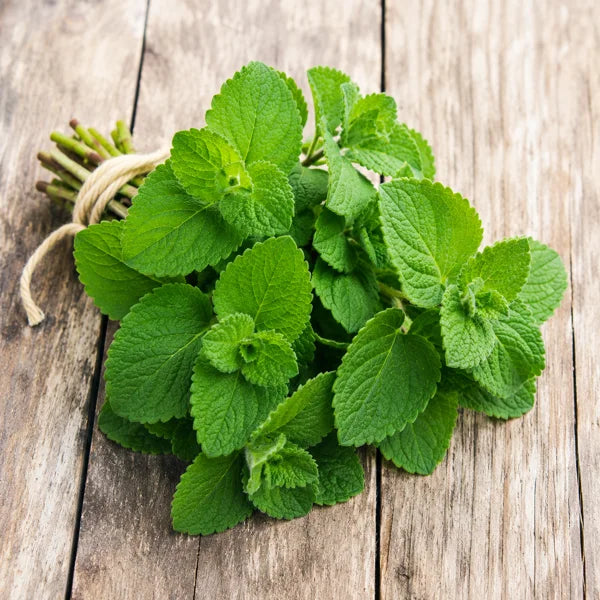 apple mint seeds by apnaugao