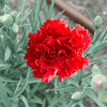 Red carnation flower with green foliage in the background