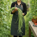 Person holding a bundle of green beans in a garden setting