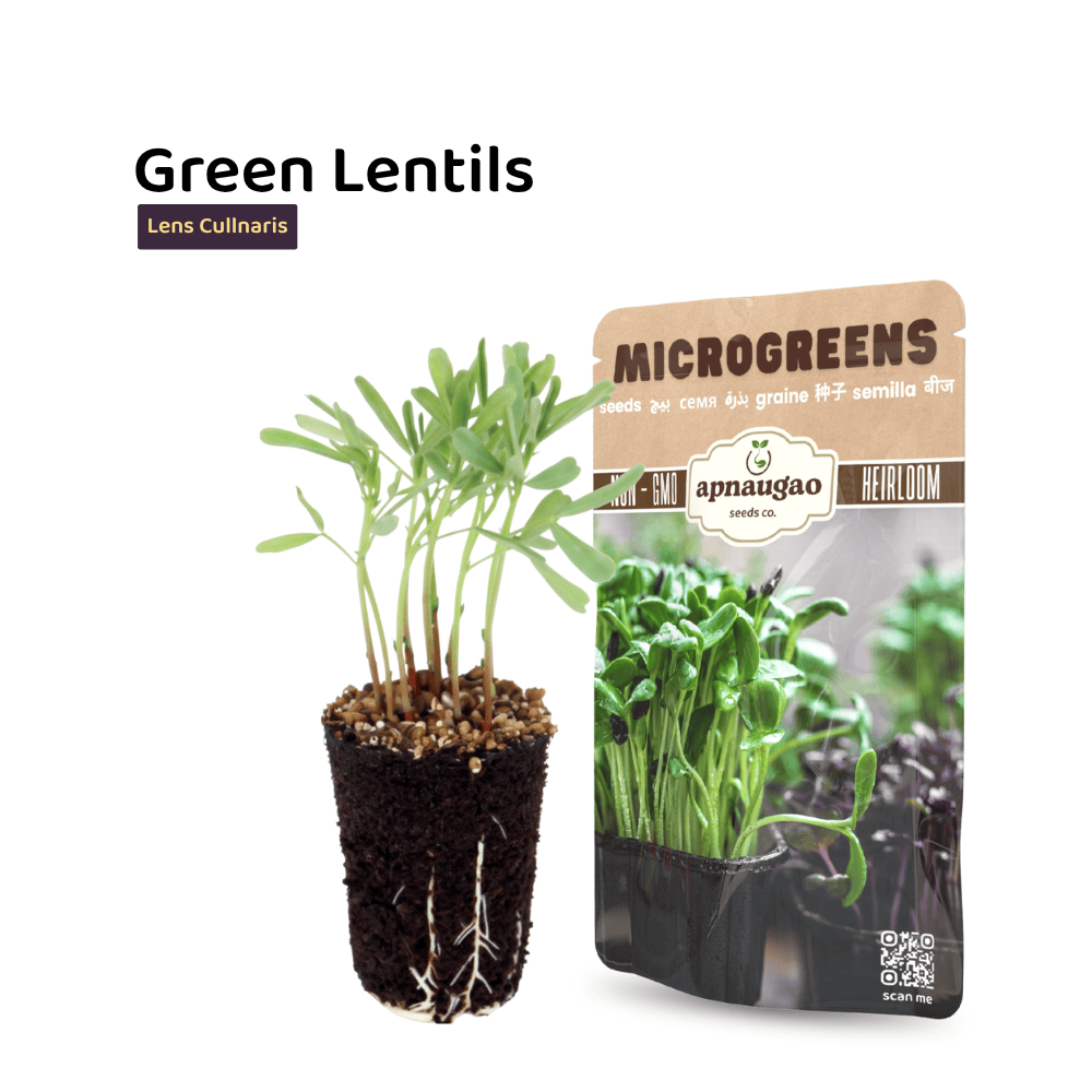 green lentils microgreens seeds available in pakistan
