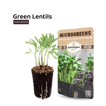 green lentils microgreens seeds available in pakistan