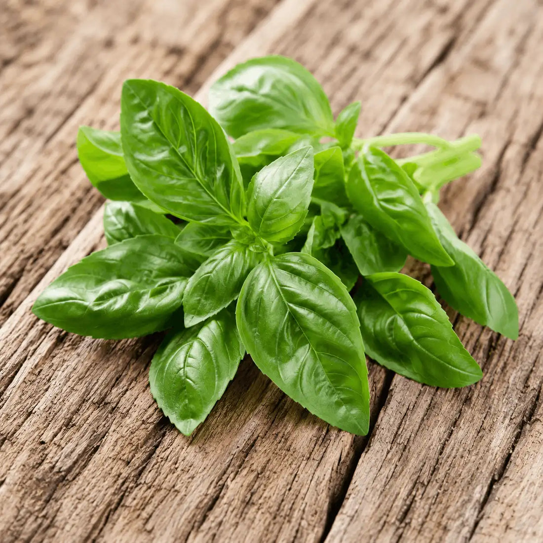 lemon basil seeds available in Pakistan