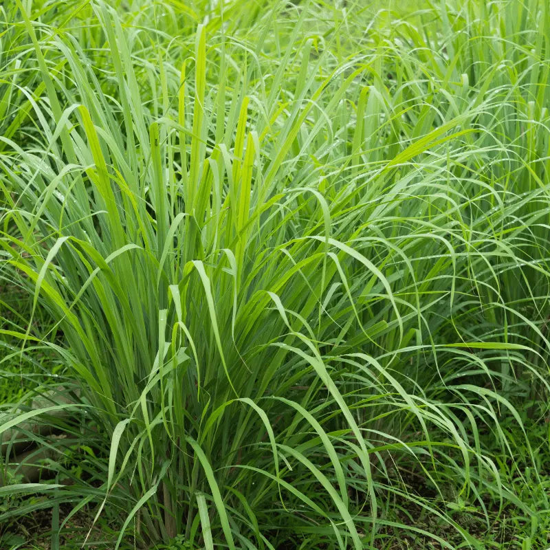grow your own lemon grass at home