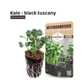 black tuscany kale seeds in Pakistan