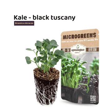 black tuscany kale seeds in Pakistan