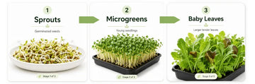 grow in three stages microgreens seeds in Pakistan | apnaugao