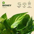 Money plant with self watering pots available now in Pakistan