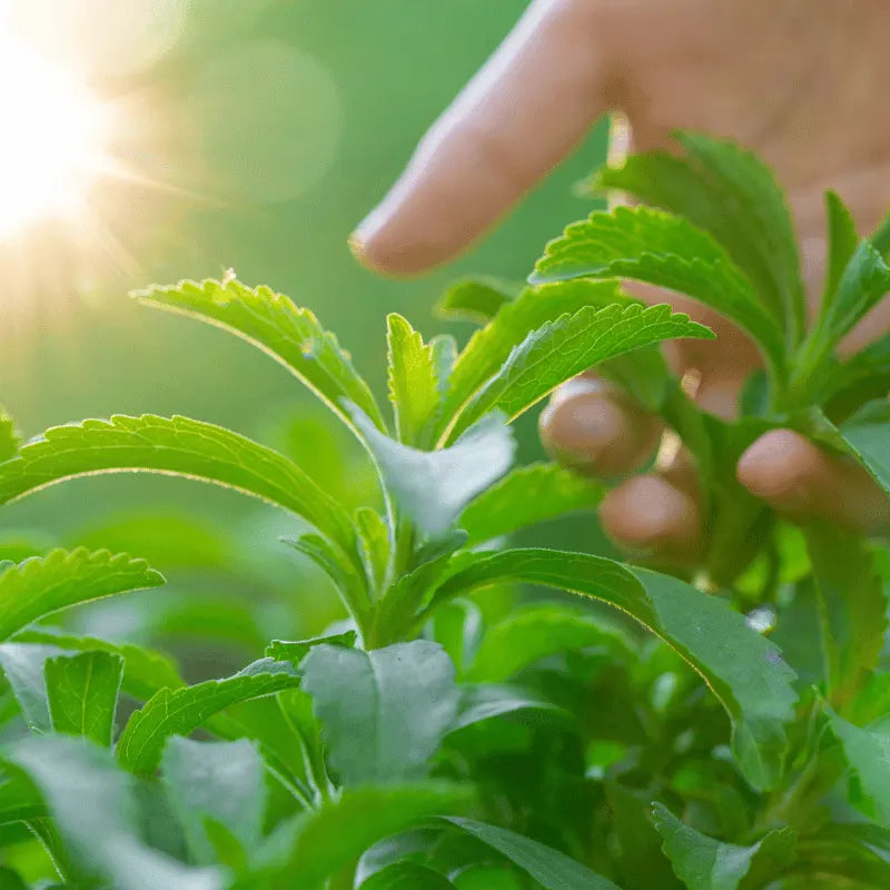 grow your stevia plant organically at home