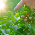 grow your stevia plant organically at home