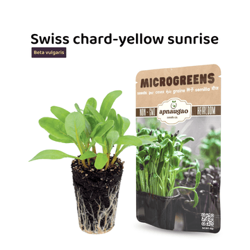 Microgreens package labeled 'Swiss chard-yellow sunrise' with a small pot of growing microgreens.