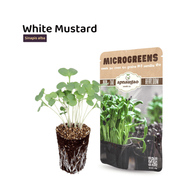 White mustard microgreens with a seed packet on a white background