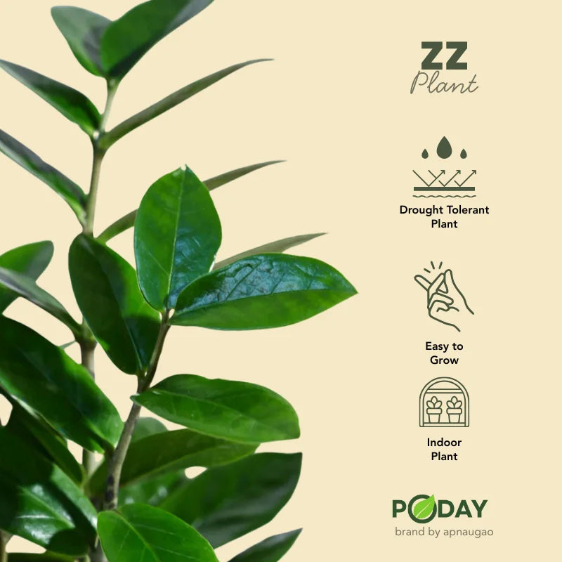 Buy ZZ Plant (Zamioculcas zamiifolia) – زی زی پلانٹ – best low light indoor plant in self-watering pot, discounted price