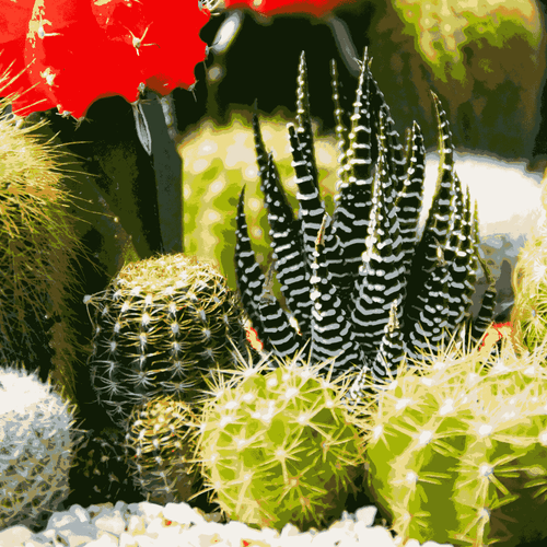 Cactus Plants Desert Mix Perennial Seeds