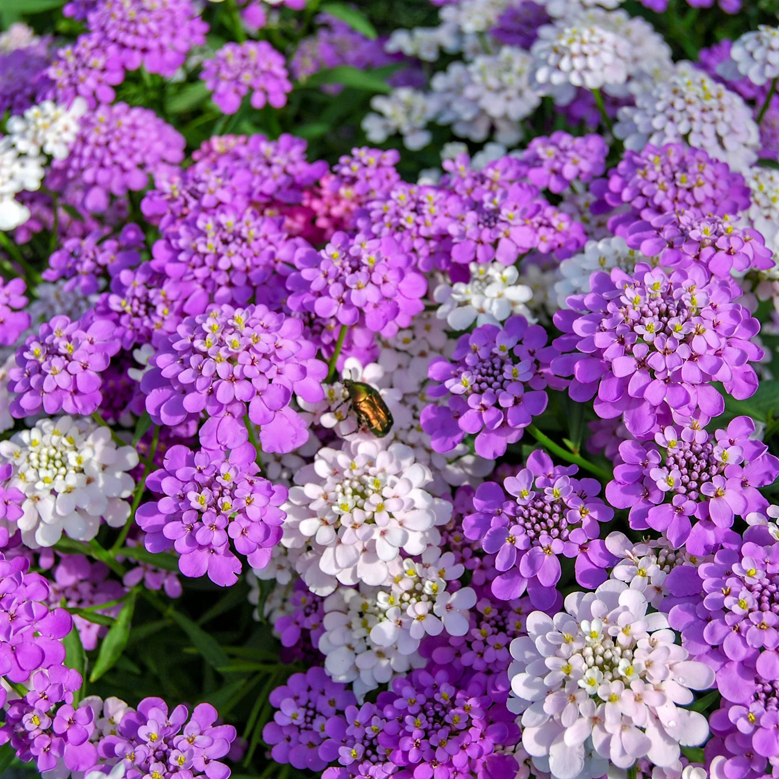 Mixed Color Candytuft flowers – candytuft seeds in Pakistan | Apnaugao
