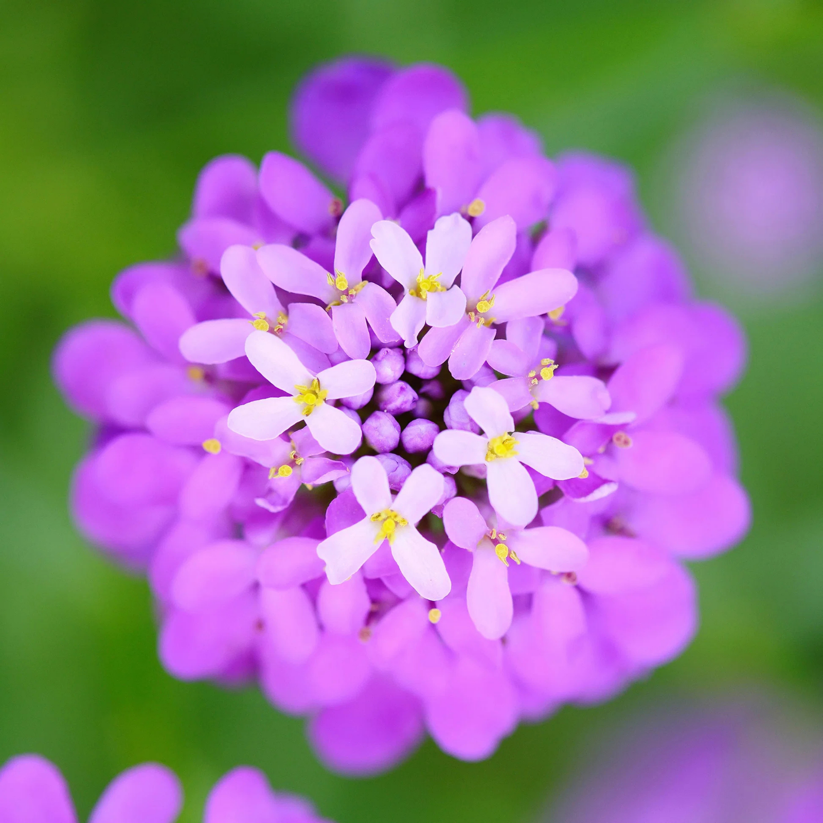 Mixed Color Candytuft flowers – candytuft seeds in Pakistan | Apnaugao