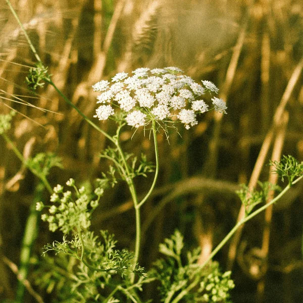 Caraway herb seeds in Pakistan – aromatic Siah Zeera Carum carvi spice seeds – ApnaUgao