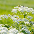 Caraway herb seeds in Pakistan – aromatic Siah Zeera Carum carvi spice seeds – ApnaUgao