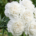 Jeanne Dionis Carnation flowers – carnation seeds in Pakistan | Apnaugao