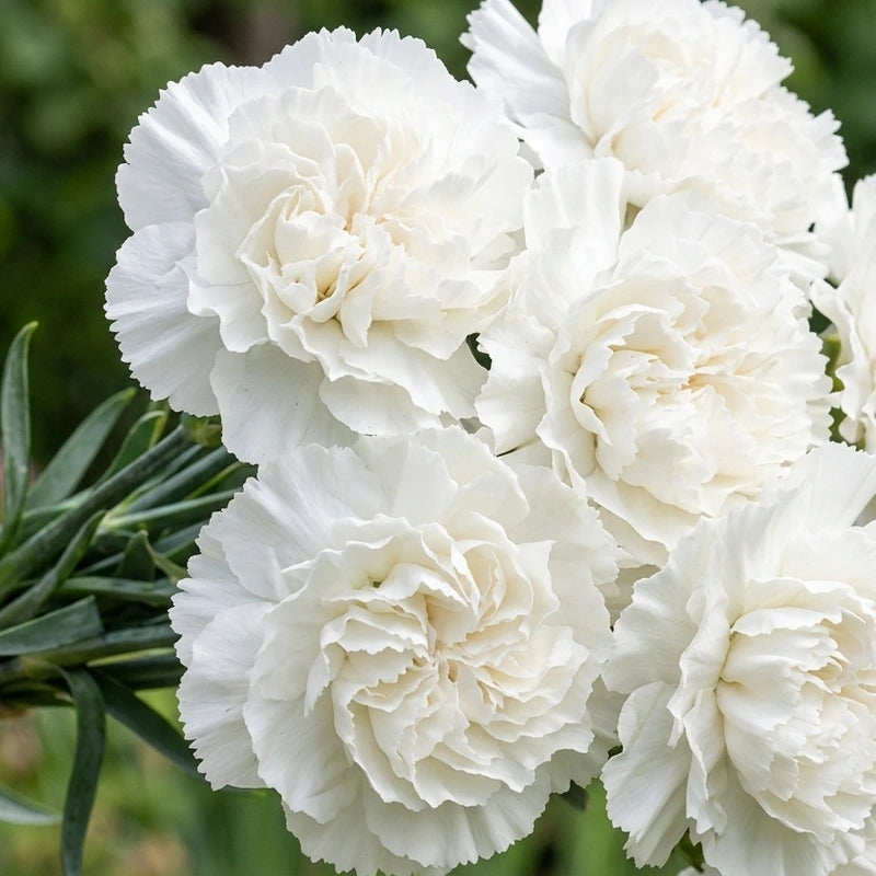Jeanne Dionis Carnation flowers – carnation seeds in Pakistan | Apnaugao