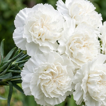 Jeanne Dionis Carnation flowers – carnation seeds in Pakistan | Apnaugao