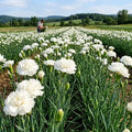 Jeanne Dionis Carnation flowers – carnation seeds in Pakistan | Apnaugao