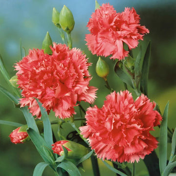 Carnation Flower Seeds - Orange Sherbet