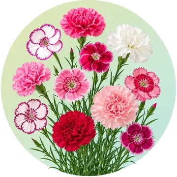 Carnation and dianthus flower seeds in Pakistan