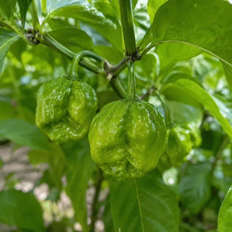 buy world hottest hot chili pepper carolina reaper seeds