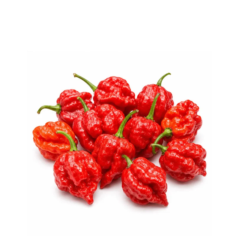 buy world hottest hot chili pepper carolina reaper seeds