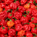 world-hottest-chili seeds carolina reaper