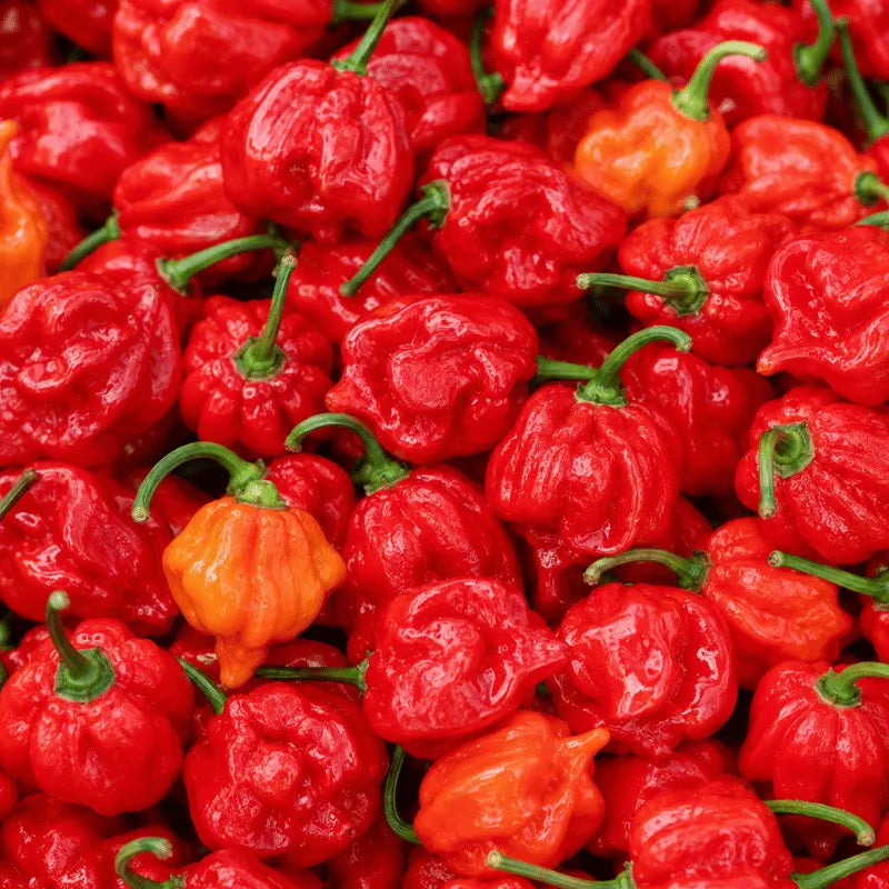 world-hottest-chili seeds carolina reaper