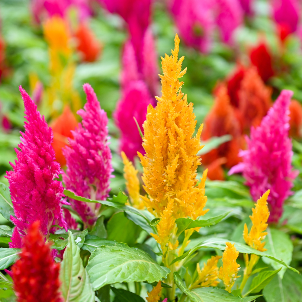 PAMPAS PLUME CELOSIA F1 Hybrid Seeds in Pakistan