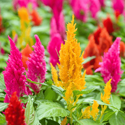 Celosia Pampas Plume Mix F1 Hybrid flower seeds – feathery pink cream bronze plumes for Pakistani summer cut flower gardens – ApnaUgao