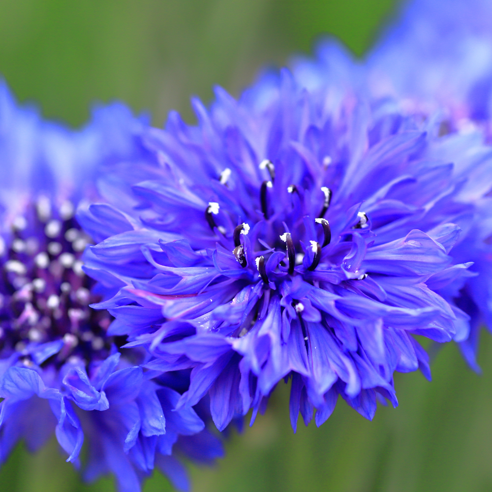 Cornflower F1 Blue Boy Flower Seeds