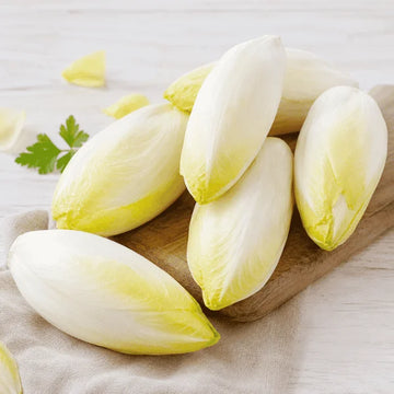Belgian endive Mechelse variety with pale compact heads