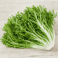 Chicory endive Barbe de Capucin leaves